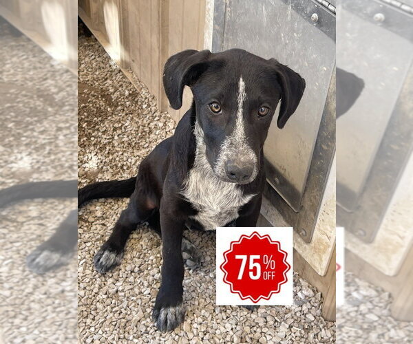 Medium Photo #7 Borador Puppy For Sale in Bolivar, MO, USA