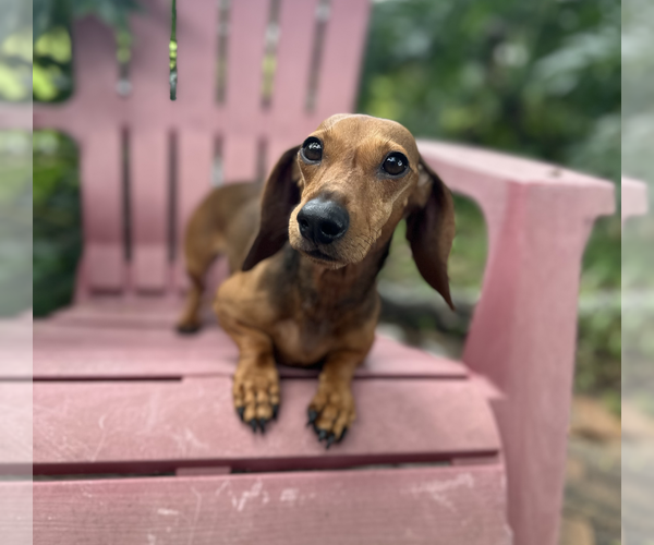 Medium Photo #3 Dachshund Puppy For Sale in Weston, FL, USA