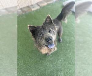 Chow Chow Dogs for adoption in Chula Vista, CA, USA