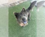 Small Chow Chow