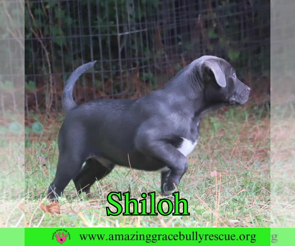 Medium Photo #4 American Pit Bull Terrier-Unknown Mix Puppy For Sale in Pensacola, FL, USA