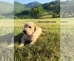 Small #2 Golden Retriever