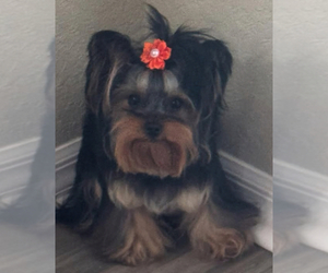 Mother of the Yorkshire Terrier puppies born on 06/12/2025