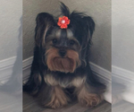 Small Photo #1 Yorkshire Terrier Puppy For Sale in MIAMI BEACH, FL, USA