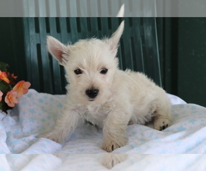 West Highland White Terrier Puppy for sale in SHILOH, OH, USA
