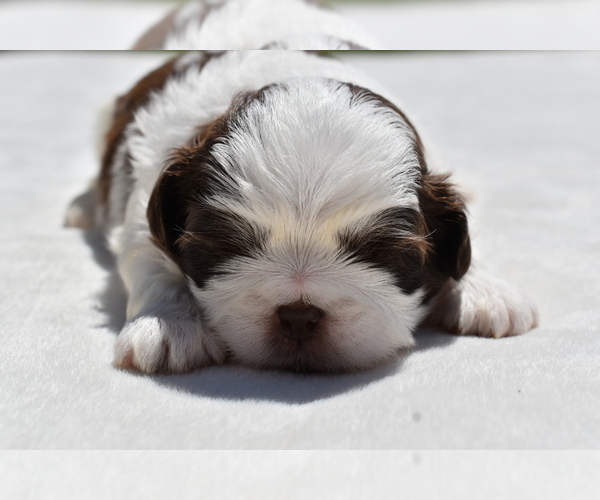 Medium Photo #5 Shih Tzu Puppy For Sale in PALM COAST, FL, USA