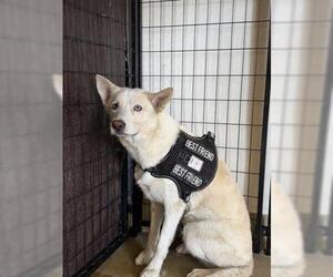 Siberian Husky-Unknown Mix Dogs for adoption in Riverside, CA, USA