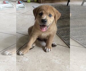 Labsky Dogs for adoption in The Woodlands, TX, USA