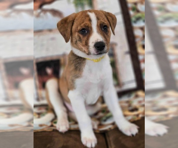 Medium Photo #3 Mountain Cur-Unknown Mix Puppy For Sale in New London, WI, USA