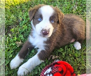Australian Shepherd Puppy for sale in NELSON, VA, USA