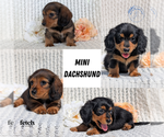 Image preview for Ad Listing. Nickname: Litter of 4