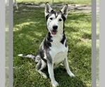 Small #1 Siberian Husky Mix