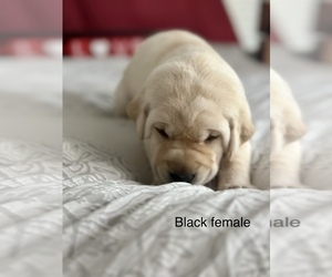 Labrador Retriever Puppy for sale in INVERNESS, FL, USA