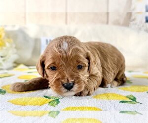 Cavapoo (Miniature) Puppy for sale in HOT SPRINGS NATIONAL, AR, USA