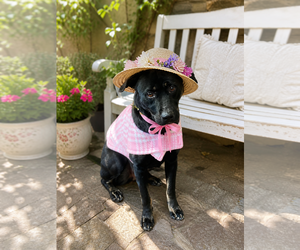 Female Black lab, black lab - Female Border Collie-Unknown Mix Dog for Adoption - Photo #9