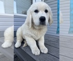 Small Photo #1 Golden Retriever Puppy For Sale in RICHMOND, VA, USA