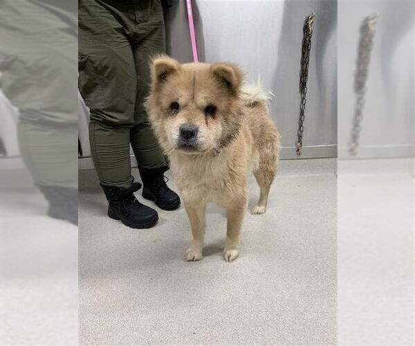 Medium Photo #1 Chow Chow Puppy For Sale in Fairbanks, AK, USA