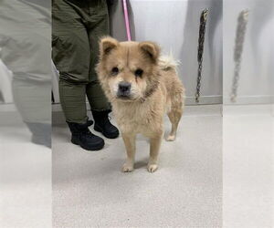 Chow Chow Dogs for adoption in Fairbanks, AK, USA