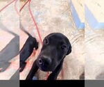 Small #2 Labrador Retriever