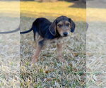 Small #3 Beagle Mix