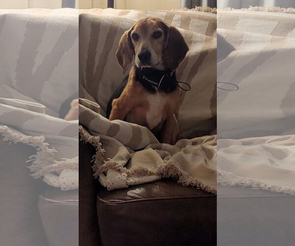 Medium Photo #4 Beagle Puppy For Sale in Tampa, FL, USA