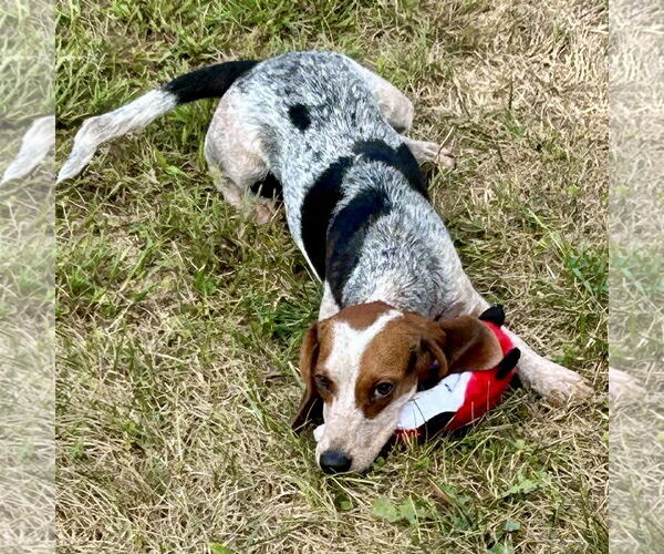 Medium Photo #3 Beagle Puppy For Sale in Batavia, OH, USA