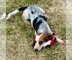 Small #2 Beagle