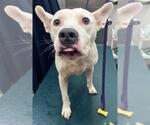 Small Bull Terrier Mix