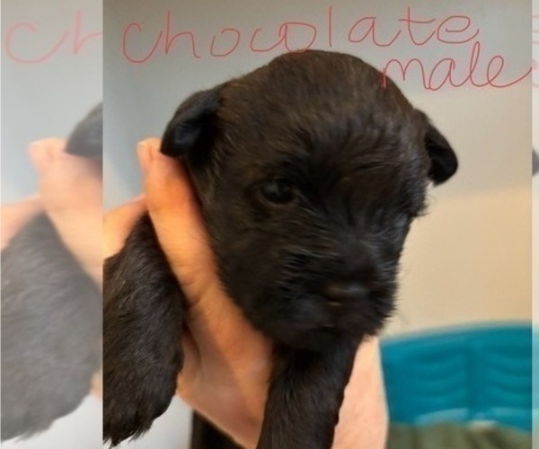 Medium Photo #50 Poocan Puppy For Sale in FAIR OAKS, CA, USA