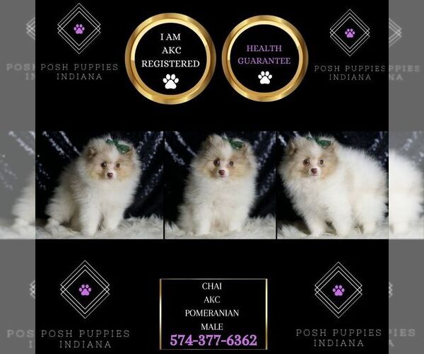 Medium Photo #7 Pomeranian Puppy For Sale in WARSAW, IN, USA