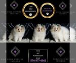 Small #6 Pomeranian