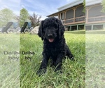 Small Photo #47 Goldendoodle Puppy For Sale in EATON RAPIDS, MI, USA
