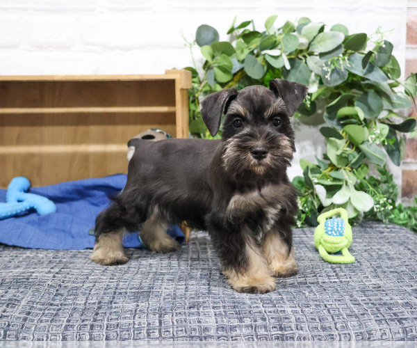 Medium Photo #6 Schnauzer (Miniature) Puppy For Sale in SYRACUSE, IN, USA