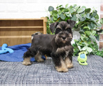 Small #5 Schnauzer (Miniature)