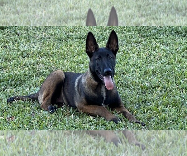 Medium Photo #1 Belgian Malinois Puppy For Sale in MIAMI, FL, USA