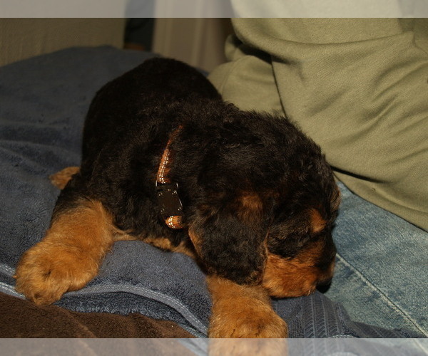 Medium Photo #5 Airedale Terrier Puppy For Sale in CHARLESTOWN, IN, USA