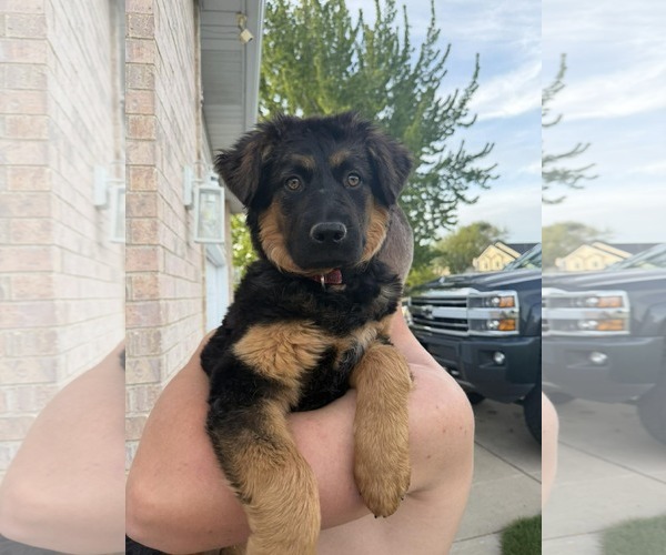 Medium Photo #2 German Shepherd Dog-Unknown Mix Puppy For Sale in MIDWAY, UT, USA