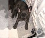 Small Photo #4 French Bulldog Puppy For Sale in PORTSMOUTH, RI, USA