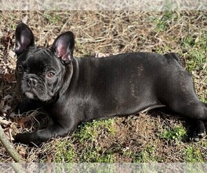 French Bulldog Puppy for Sale in WEST CHESTER, Ohio USA