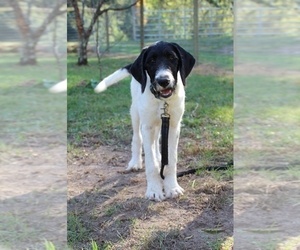 Dalmadoodle Puppy for sale in KINGSPORT, TN, USA