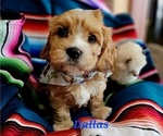 Puppy Dallas Cavachon-Cavapoo Mix