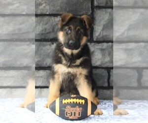 German Shepherd Dog Puppy for sale in FREDERICKSBURG, OH, USA