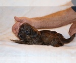 Small #13 Yorkiepoo mix (+ Poodle Toy)