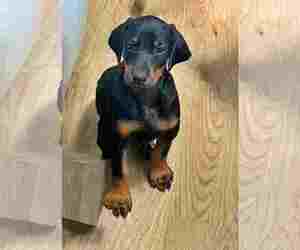 Doberman Pinscher Dogs for adoption in Aurora, OH, USA