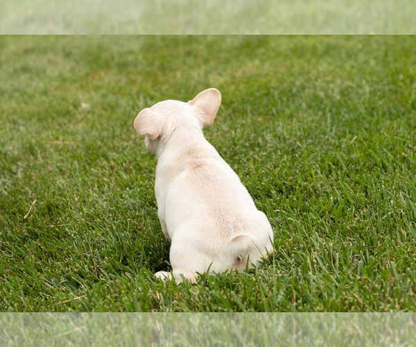 Medium Photo #7 French Bulldog Puppy For Sale in NAPPANEE, IN, USA