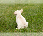 Small #6 French Bulldog