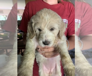 Medium Goldendoodle-Poodle (Standard) Mix