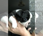 Small Photo #7 Boston Terrier Puppy For Sale in MARYSVILLE, WA, USA