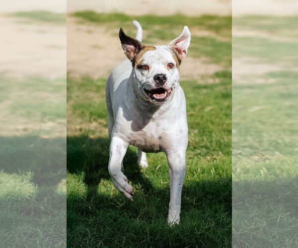 Medium Photo #14 Bullboxer Pit Puppy For Sale in McKinney, TX, USA
