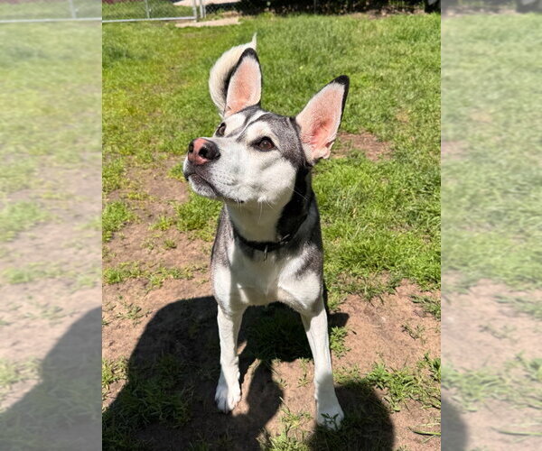 Medium Photo #12 Siberian Husky-Unknown Mix Puppy For Sale in Muskegon, MI, USA